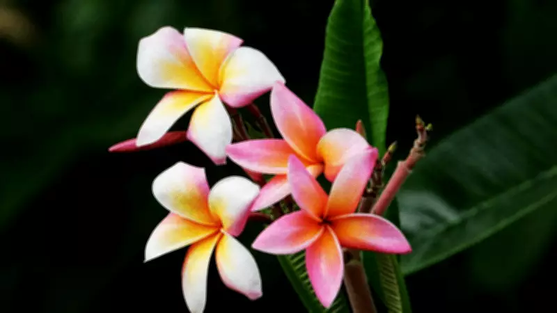 5 Blooming Trees to Spot in Cebu City This Summer Season