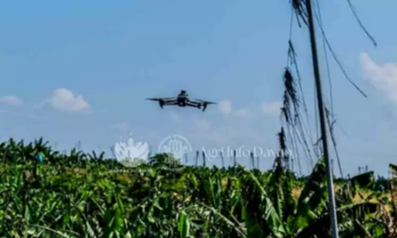 AI-Powered Drones Tested in Davao Banana Farms for Disease Detection