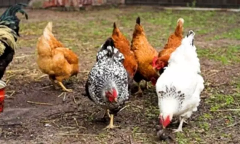 Asturias Issues No Chick-In Order to Poultry Farm Over Sanitation Issues