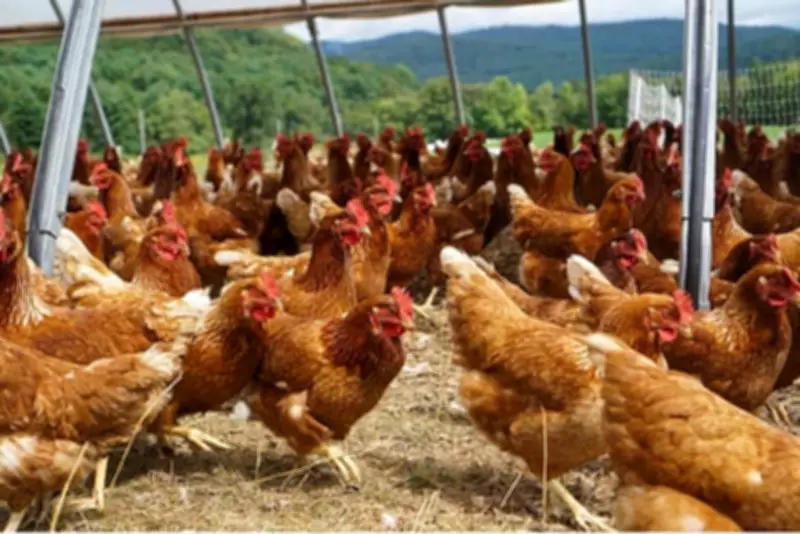 Asturias Municipality Enforces Temporary 'No Chick-In' Order on Poultry Farm
