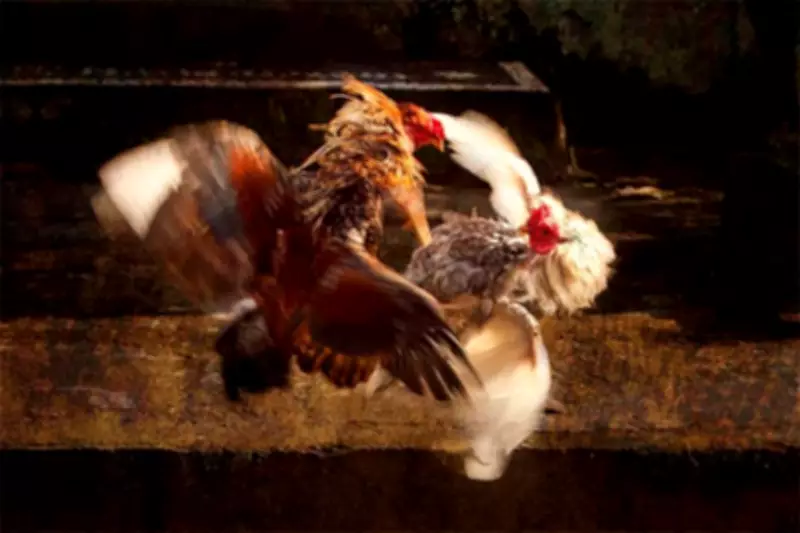 Bacolod City Council Calls for Crackdown on Illegal Cockfighting Activities