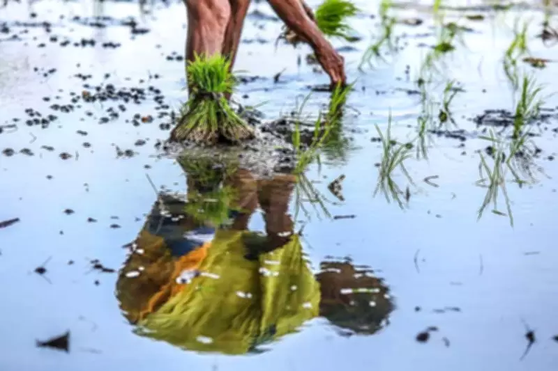 Cebu City Aids Farmers Hit by Rising Transport Costs and Drought