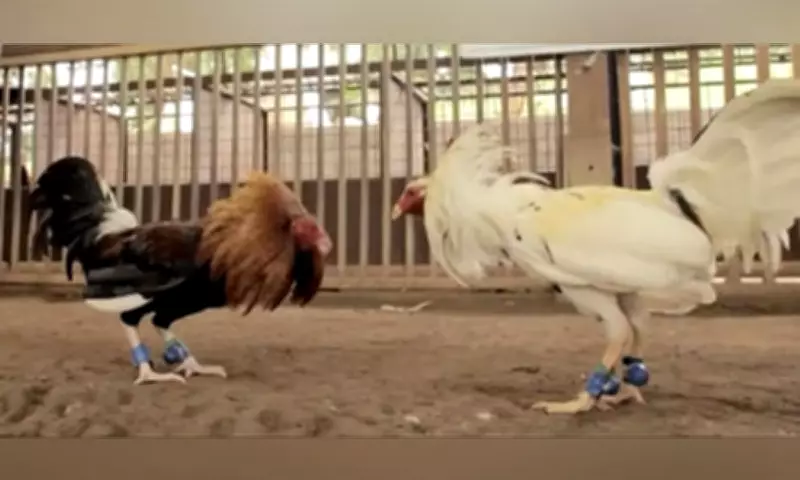 Cockfighting Raid in Alcoy: Police Apprehend Gambler During Sunday Operation