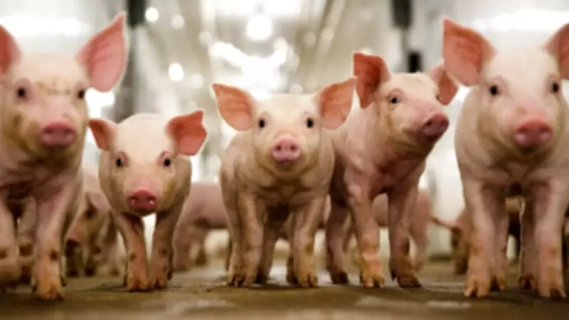 DA Warns vs Misinformation on Swine Repopulation Project