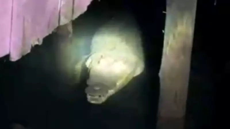 Giant Crocodile Spotted Under Stilt House in Tawi-Tawi, Sparks Safety Alerts