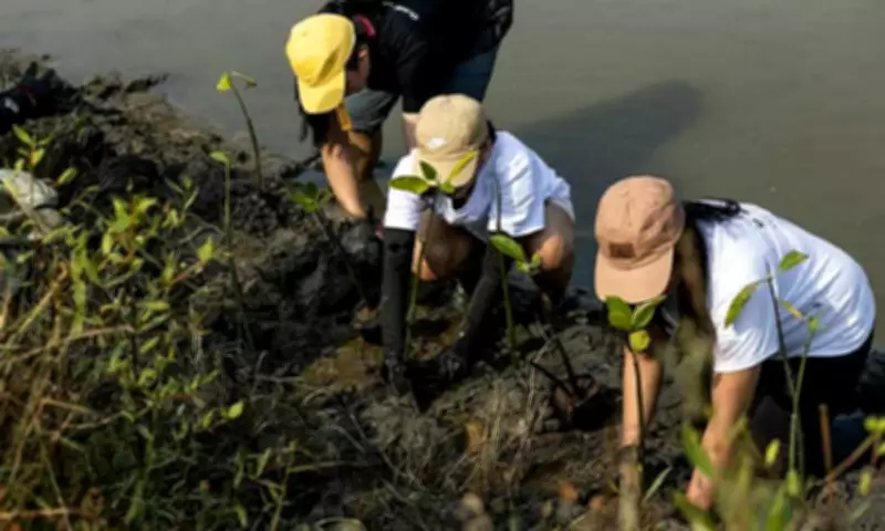Hann Foundation's Fourth Mangrove Planting Drive in Sasmuan Reaches 1,000 Seedlings