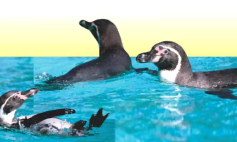 Humboldt Penguins in Captivity: Balancing Education, Ethics, and Animal Welfare in Cebu