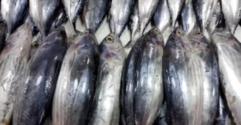 Iloilo Scombroid Poisoning Cases Rise to 66, Linked to Contaminated Tulingan Fish