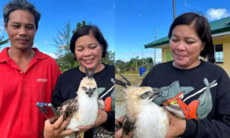Juvenile Philippine Hawk Eagle Rescued in Davao de Oro, Highlighting Wildlife Protection