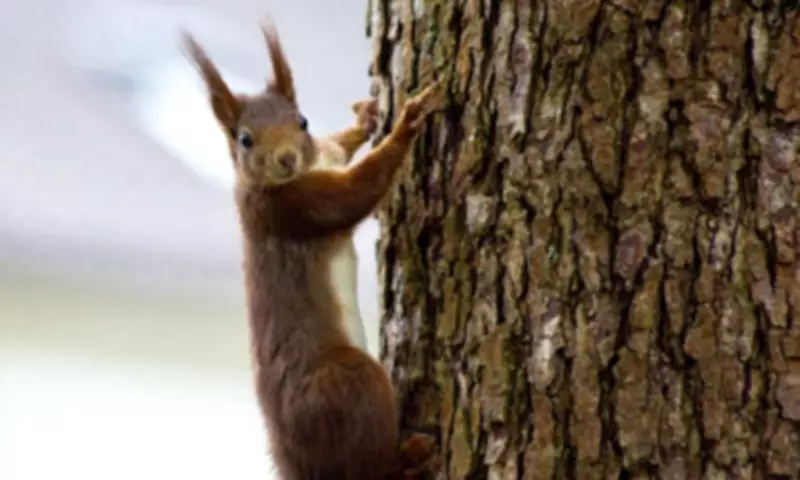 Non-Native Squirrels Spotted in Urban Manila, DENR Warns of Ecological Risks