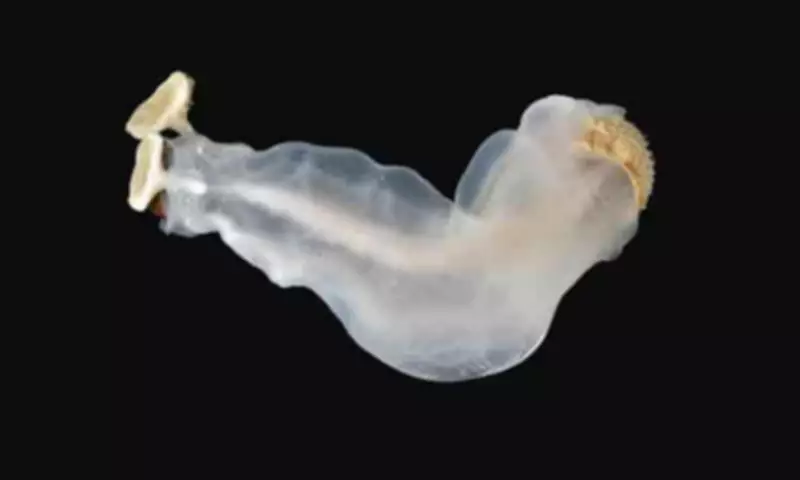 Philippine 'Chalk-Chomping Clam' Vies for International Mollusc of the Year Title