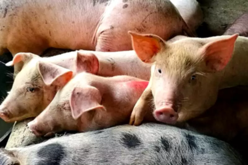 Philippine Pork Producers Warn Tariff Cuts Threaten Local Industry and Food Security