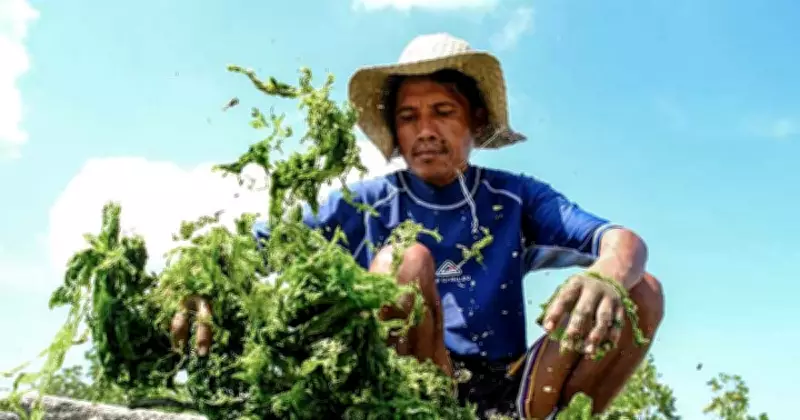 Seaweed Harvesting in Lapu-Lapu City: A Grueling Livelihood Supporting Agriculture