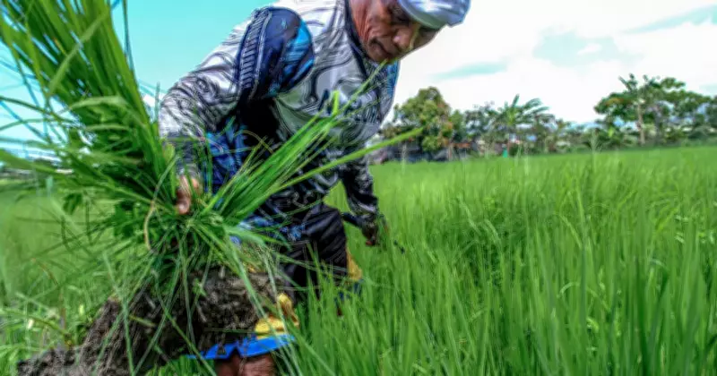 Talisay Farmer Battles El Niño, Relies on Springs for Rice Crop