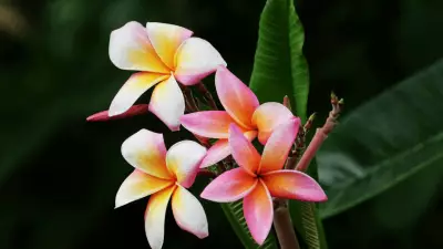 5 Blooming Trees to Spot in Cebu City This Summer Season