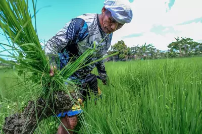 Cebu City Suspends Subsidized Rice Program After Overwhelming Demand