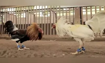 Cockfighting Raid in Alcoy: Police Apprehend Gambler During Sunday Operation