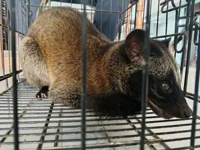 DENR Releases Juvenile Philippine Palm Civet Back into Zamboanga del Norte Forest
