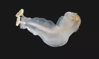 Philippine 'Chalk-Chomping Clam' Vies for International Mollusc of the Year Title