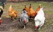 Asturias Issues No Chick-In Order to Poultry Farm Over Sanitation Issues