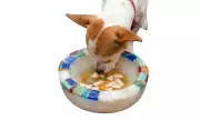 Beat the Heat: DIY Frozen Treats to Keep Your Dog Cool This Summer