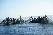 Cebu Fisherfolk Resume Harvest, Highlighting Sustainable Fishing and Food Security