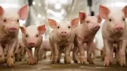 DA Warns vs Misinformation on Swine Repopulation Project