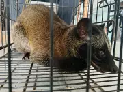 DENR Releases Juvenile Philippine Palm Civet Back into Zamboanga del Norte Forest