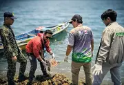 Green Sea Turtle Safely Returned to Zamboanga Sibugay Waters in Conservation Success