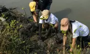 Hann Foundation's Fourth Mangrove Planting Drive in Sasmuan Reaches 1,000 Seedlings