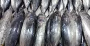 La Castellana Health Officer Warns Residents Against Eating Tulingan Fish