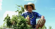 Seaweed Harvesting in Lapu-Lapu City: A Grueling Livelihood Supporting Agriculture