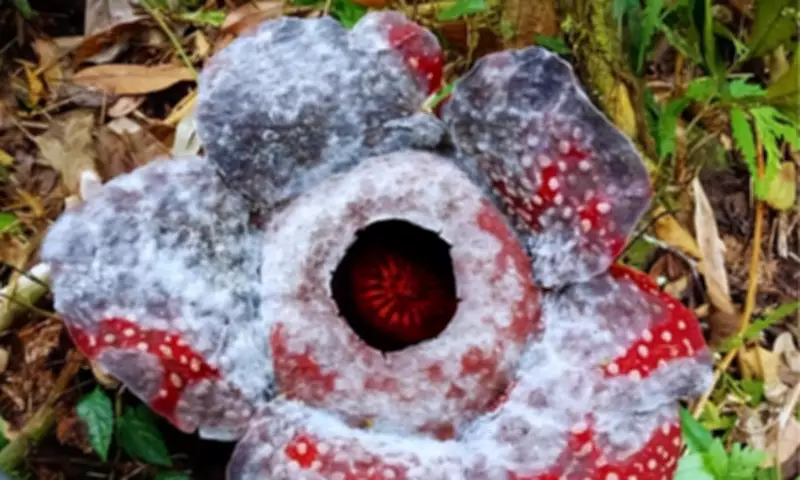 30 Rare Rafflesia Mira Found Thriving in Davao Oriental Forest