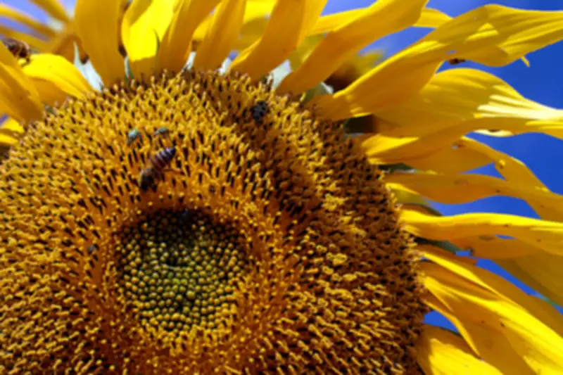 Beekeeping Grows in Davao Region as Pollinator Role Gains Recognition