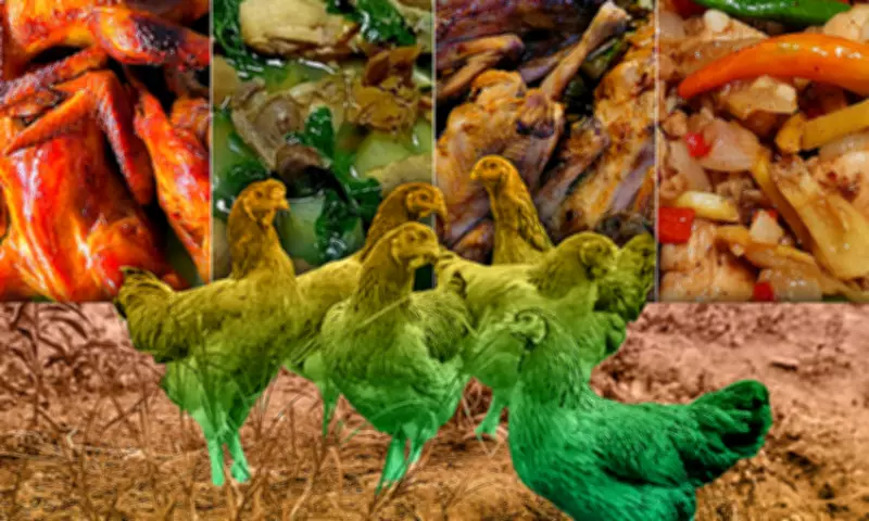 Bisayang Manok: The Flavorful Native Chicken of Cebu That Defies Fast Food