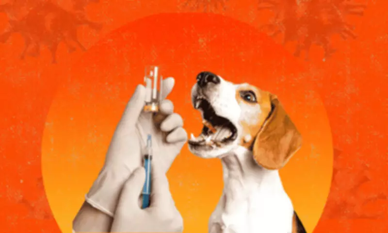Cebu City Faces Anti-Rabies Vaccine Shortage Amid Pet Ownership Debate