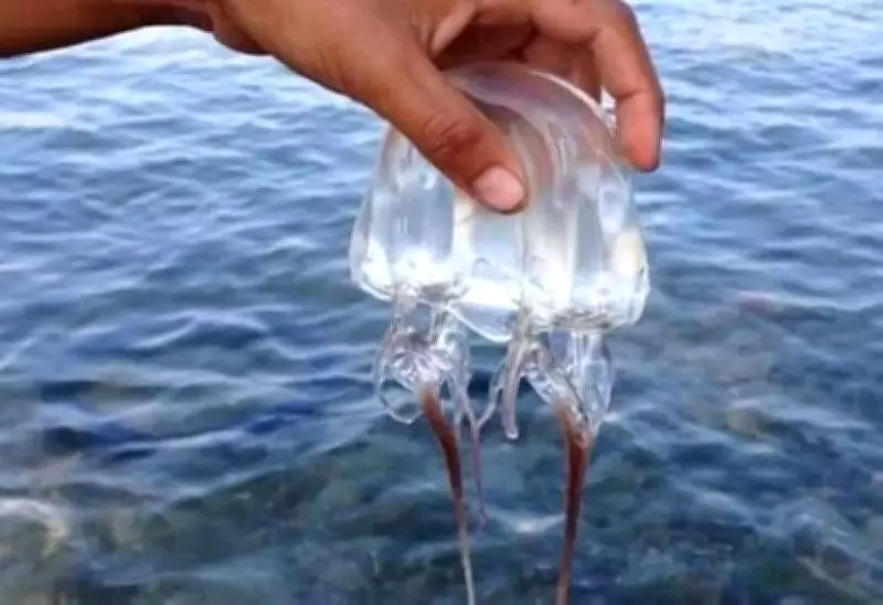 Cebu Province Issues Jellyfish Safety Guidelines for Summer Swimmers