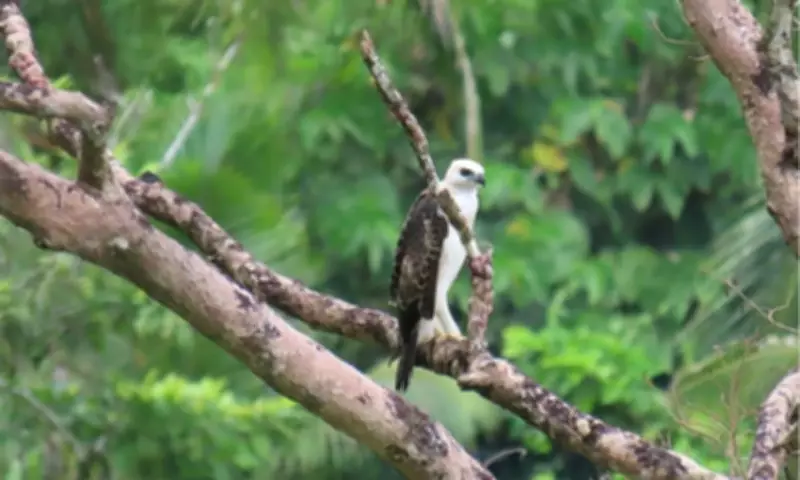 Conservation Efforts Intensify for Endangered South Philippine Hawk-Eagle in Leyte