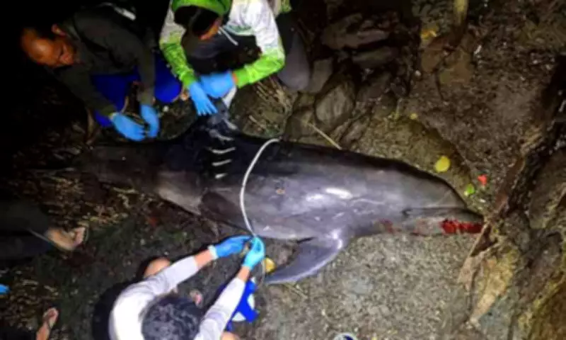 DENR-Davao Urges Public to Report Marine Wildlife Strandings After Dolphin Death