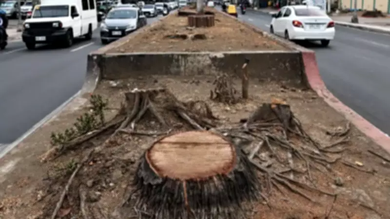 DENR Suspends Tree Cutting Along Quirino Highway in Manila