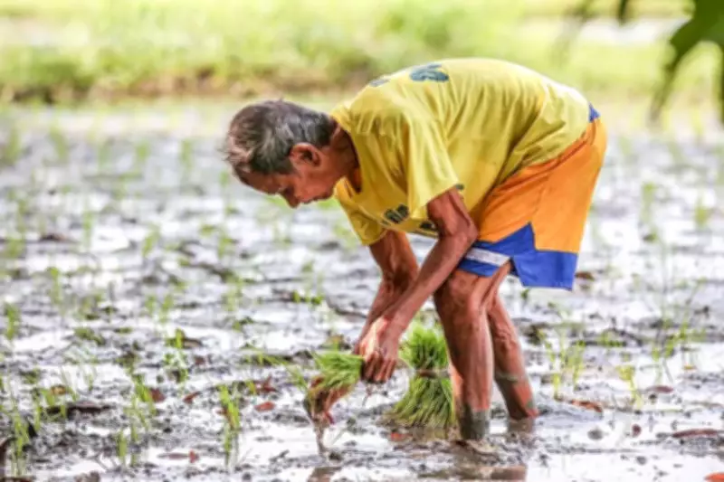 Drought Affects 663 Farmers in 19 Cebu City Barangays