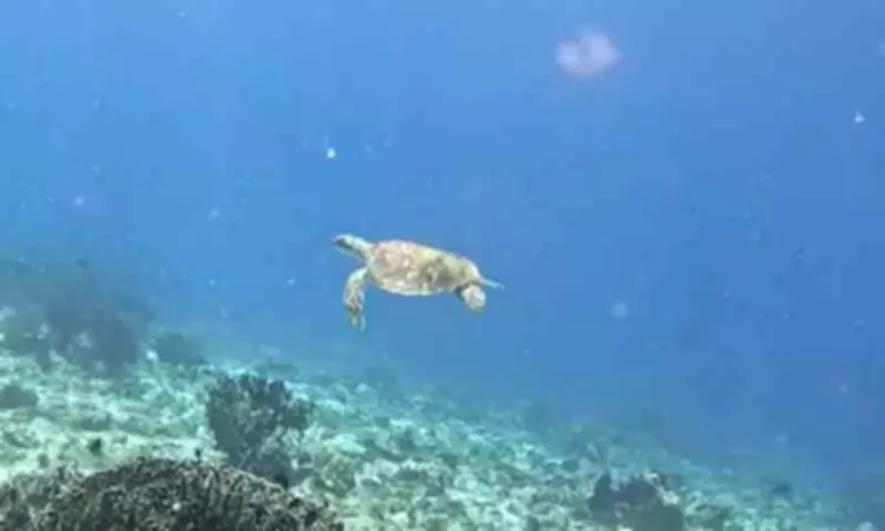 Dugong and Green Sea Turtle Spotted in Pujada Bay, Davao