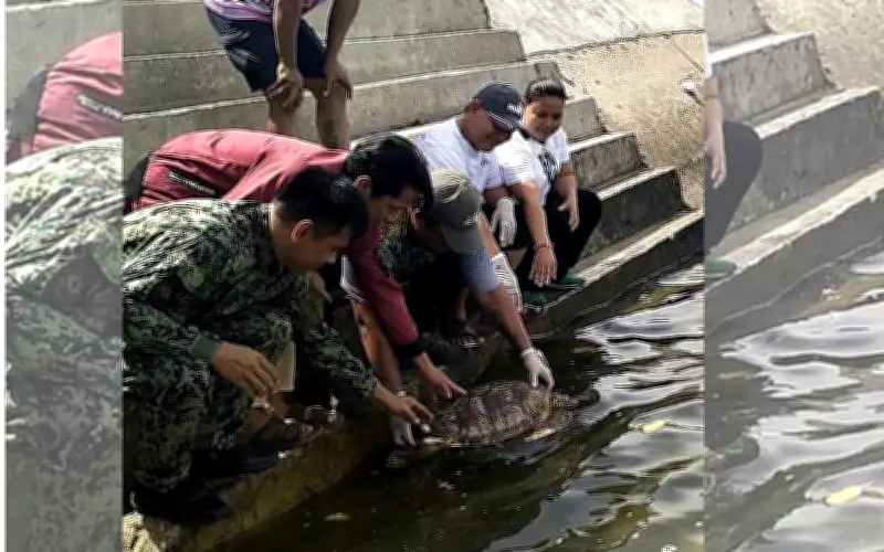 Green Sea Turtle Released Back to Sea in Zamboanga Sibugay