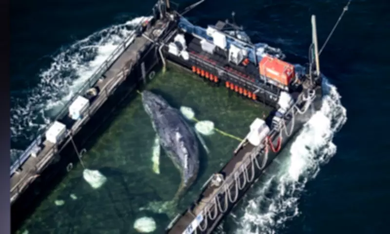 Humpback Whale Timmy Found Dead Off Denmark After Rescue Attempt