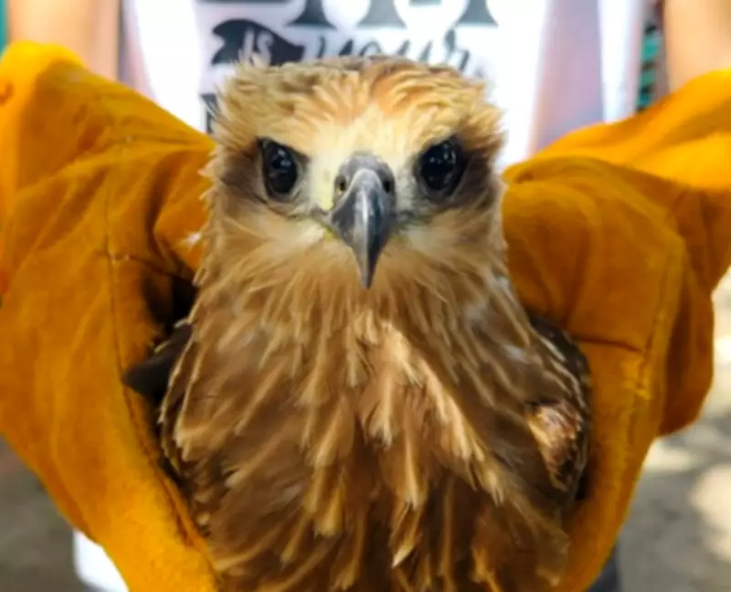 Juvenile Brahminy Kite and Macaque Rescued in Zamboanga del Norte