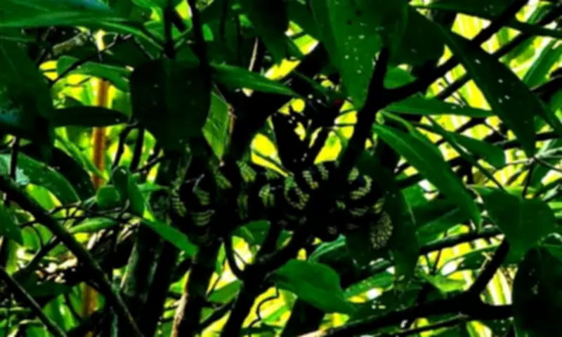 Mindanao Mangrove Snake Spotted in Davao Reserve
