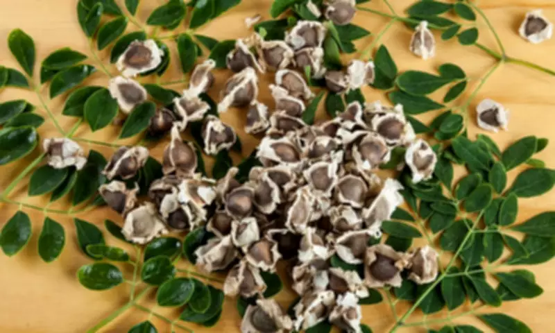 Moringa Seed Extract Removes 98% of Microplastics from Water, Study Finds