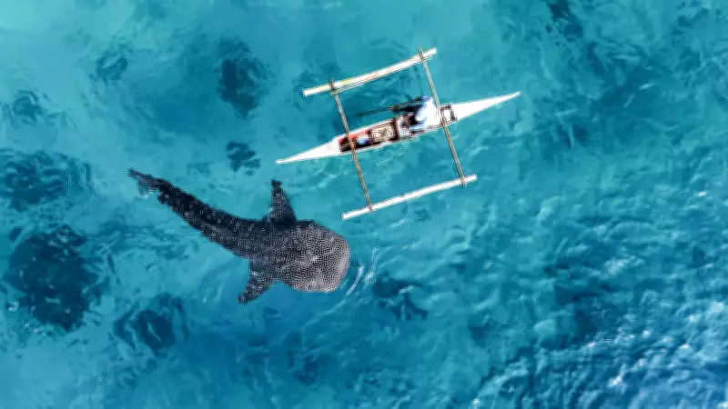 Oslob Whale Shark Tours Continue Despite Intermittent Sightings