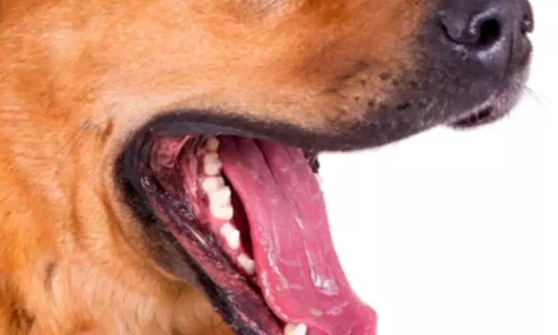 PhilHealth Plans to Expand Animal Bite and Leptospirosis Benefits