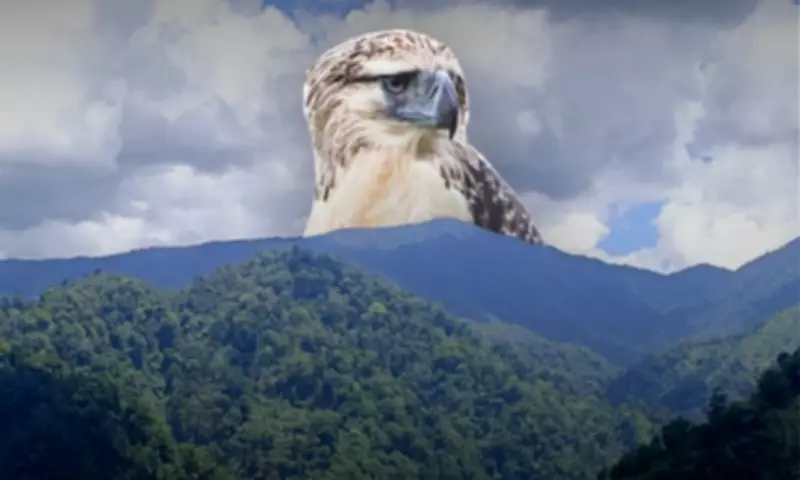 Proposal to Declare Philippine Eagle Critical Habitat in Davao City Pushed